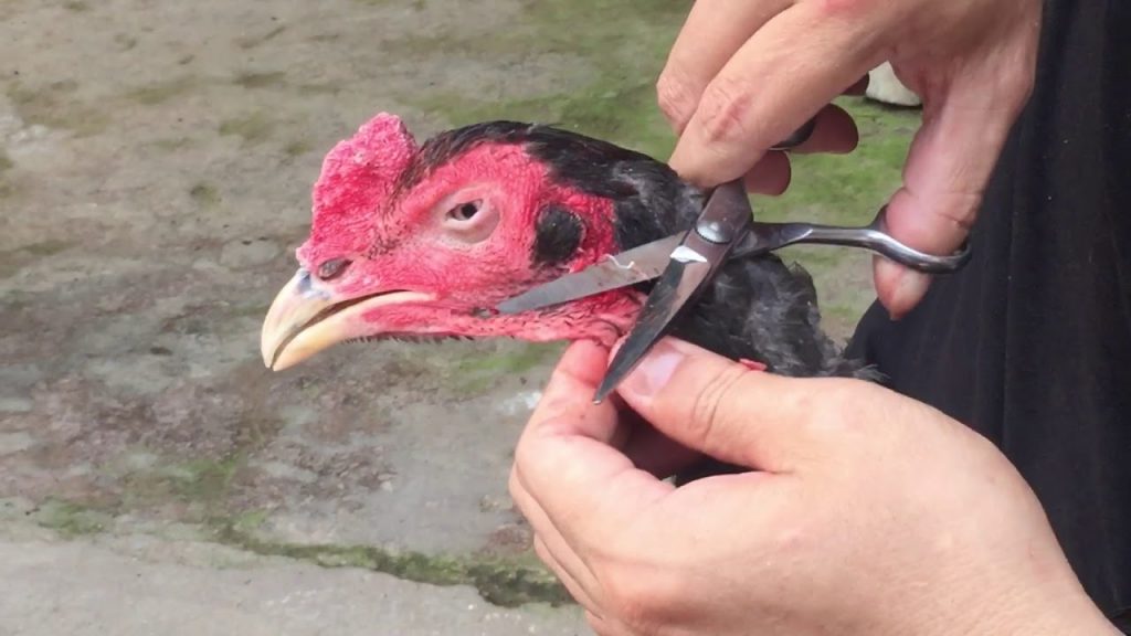 Học cách cắt lông gà chọi đẹp như chuyên gia