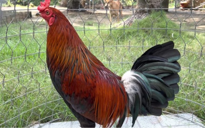 Gà Chợ Lạch - Giống gà chọi “đặc sản” Bến Tre - Thế giới chọi gà