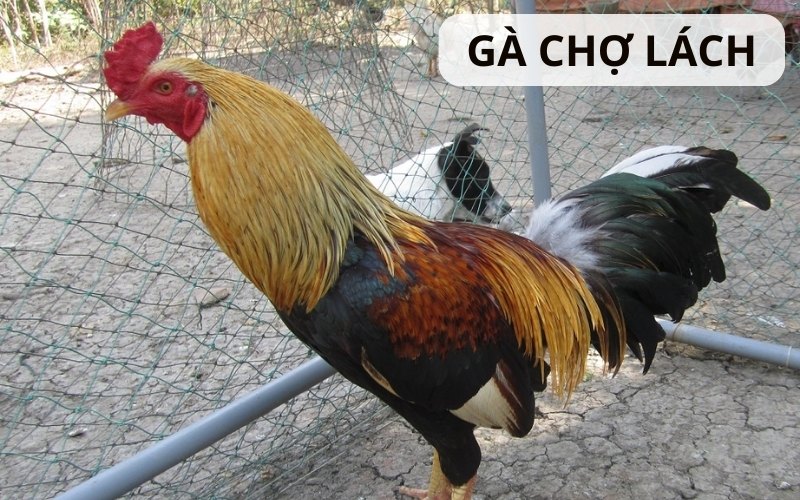 Gà Chợ Lạch - Giống gà chọi “đặc sản” Bến Tre - Thế giới chọi gà